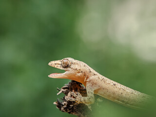 Close-up view of lizard with blurred background.