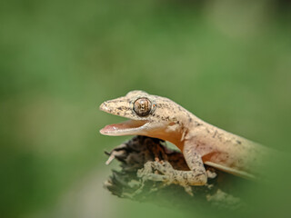 lizard on a branch with its mouth open, close-up view.