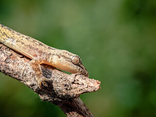 Obraz premium Lizard on a tree branch. Close up.