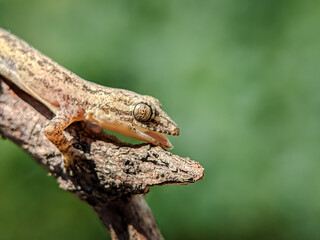 Lizard on a tree branch. Close up.