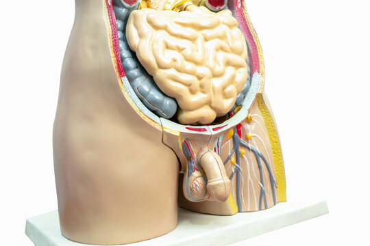 Human penis with intestine in man body model anatomy for medical training course, teaching medicine education.