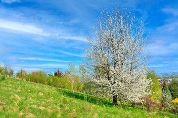 Fototapeta premium Spring time in nature with blooming tree. White flowering tree on a green field with a blue sky and clouds.