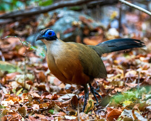 Giant coua, Coua gigas, an endemic ground dwelling bird of cuckoo family in Madagascar