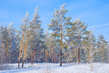 fir tree forest in snow under blue cloudy sky, beautiful outdoor seasonal scene