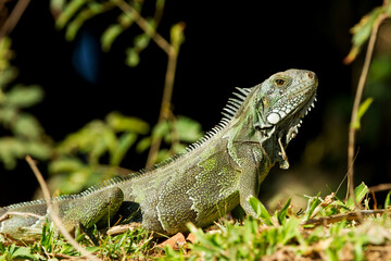 green iguana in tropical Pantanal