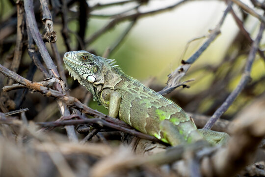 green iguana in tropical Pantanal