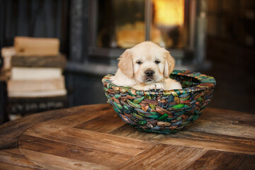 A sleepy Golden Retriever puppy nestles in a woven basket, bringing a touch of innocence and charm.