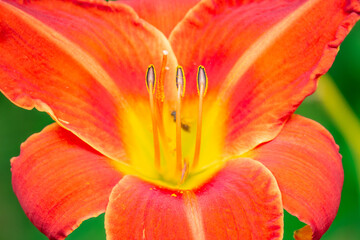 Fototapeta na wymiar red flower close up