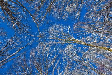 forest in snow under blue cloudy sky, beautiful outdoor seasonal scene