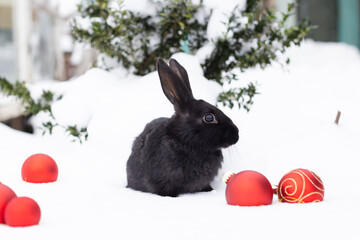 Black rabbit sitting on the snow between red Christmas balls around it. Christmas animals.