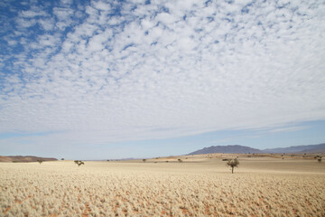 Namib desert waiting for rain 
