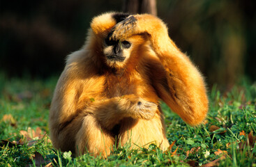 Gibbon à mains blanches , Hylobates lar