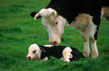 Obraz premium Vache , veau, race Frisonne pie noire