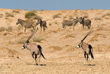 Fototapeta na wymiar oryx gazelle, gemsbok, Oryx gazella, Zèbre de Burchell, Equus quagga burchelli, Parc national Kalahari, Afrique du Sud
