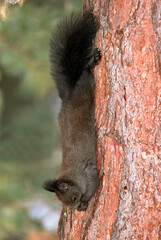 Fototapeta premium Ecureuil roux, Sciurus vulgaris