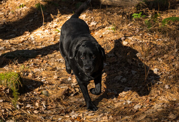 black labrador retriever dog