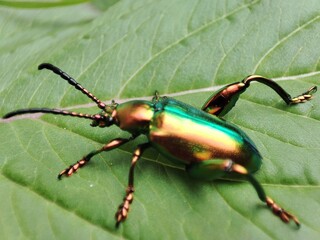 Macro shoot of Frog legged leaf beetle rest on green leaf.