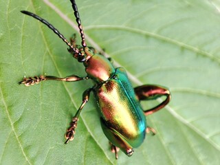 Macro shoot of Frog legged leaf beetle rest on green leaf.