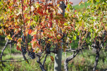 Wine and vineyards around the world - Argentina