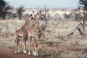 giraffe cubs in serengeti national park serengeti