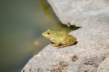 Pelophylax perezi, the common frog