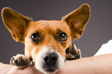 Cute young Jack Russell Terrier on the arm of his human friend