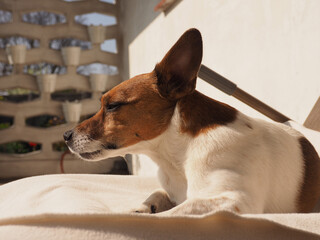 Cute Jack Russell Terrier on a sun lounger in the garden, taking a break and enjoying the sun