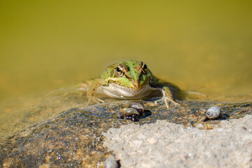 Pelophylax perezi, the common frog