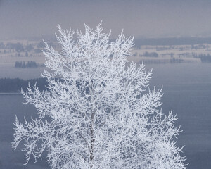An aspen tree by Lake Mjosa in hoar-frost. - obrazy, fototapety, plakaty