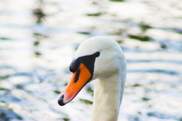 A white swan seen from close up