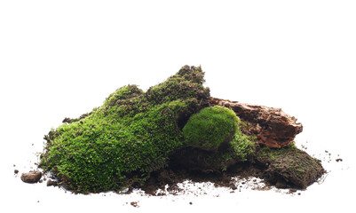 Green moss with rotten wood isolated on white background
 - obrazy, fototapety, plakaty