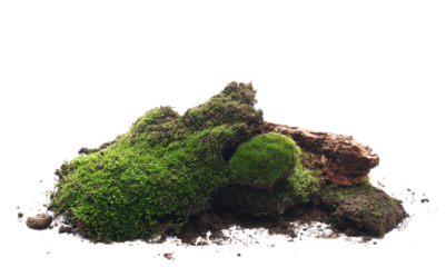 Green moss with rotten wood isolated on white background
