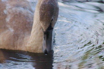 The young swan has gray feathers and a black beak