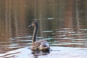 The young swan has gray feathers and a black beak