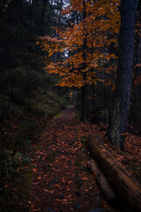 Gloomy and dark forest road during autumnal day with the best mystic atmosphere of fallen gold leaves in the north of Bohemia.