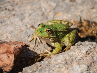 common frog