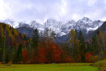 View of Špik mountain range covered in snow above Gozd Martuljek with red autumn colored trees in Gorenjska, Slovenia