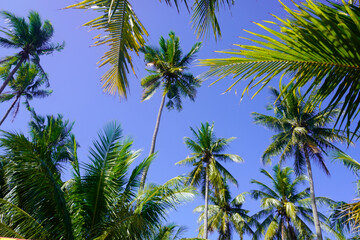 Coconut trees under a clear sky, a very suitable background concept for your design