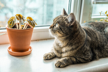 Cat and houseplant concept photo. Non toxic plants for pets. Pepromia plant in a clay pot and domestic animals. Urban jungle theme. Cat care.
