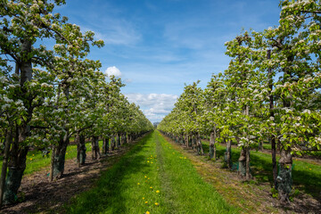 Fototapeta na wymiar Apple orchard in springtime in the Betuwe in the Netherlands