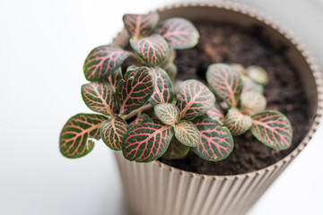 Houseplant Fittonia  in white flowerpot on a window sealing. Urban jungle concept. Taking care of a house plant in an apartment.