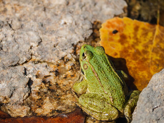 green frog
