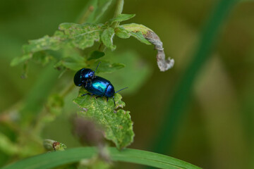 Himmelblauer Blattkäfer (Chrysolina coerulans)	

