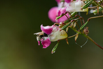 Drüsiges Springkraut (Impatiens glandulifera)	
