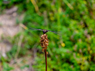 Close-up of a beautiful dragonfly looking for food, taken in Germany on a sunny day. 