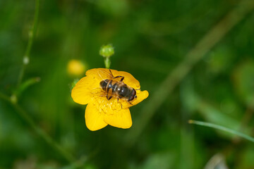 Mistbiene (Eristalis tenax) auf Skabiose	