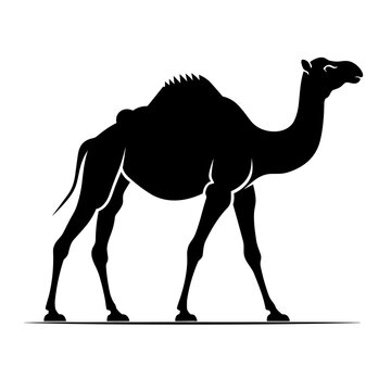 Camel black icon on white background. Camel silhouette