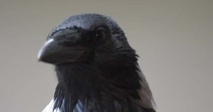 Close-up portrait of a Crow