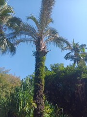 Palm tree with vine climbing on tree trunk