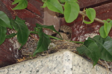 Bird in its nest